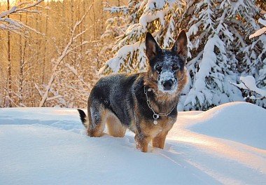 German Shepherd