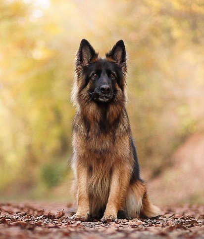 German Shepherd Dog