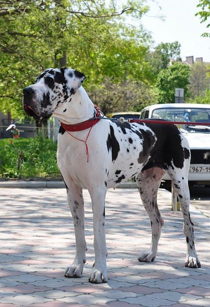 Marble-colored German Dog