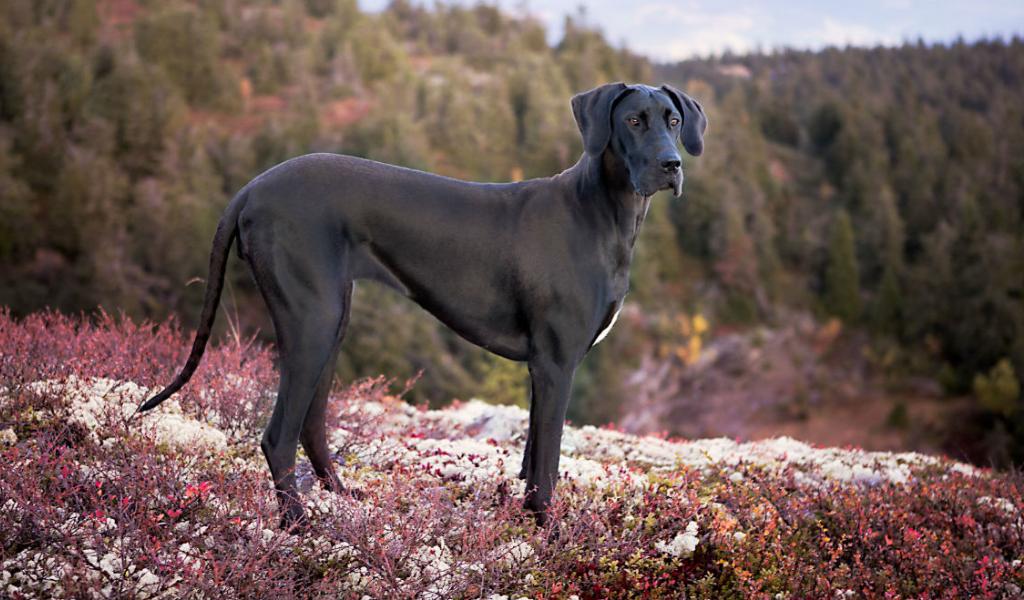 Great Dane