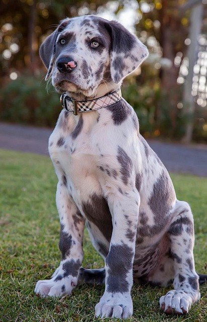 German Dane puppy