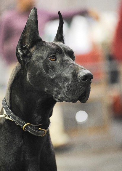 German Dog with Bought Ears