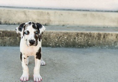 German Dane