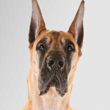 Great Dane