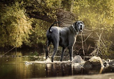 German Dane