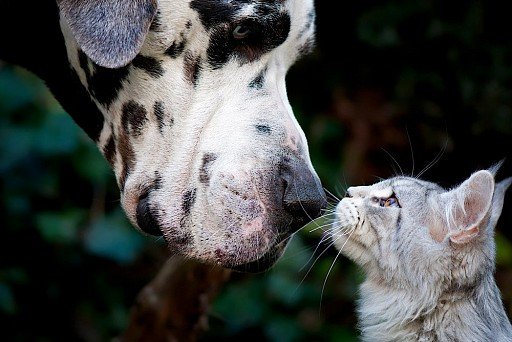 German Dog with a kitty