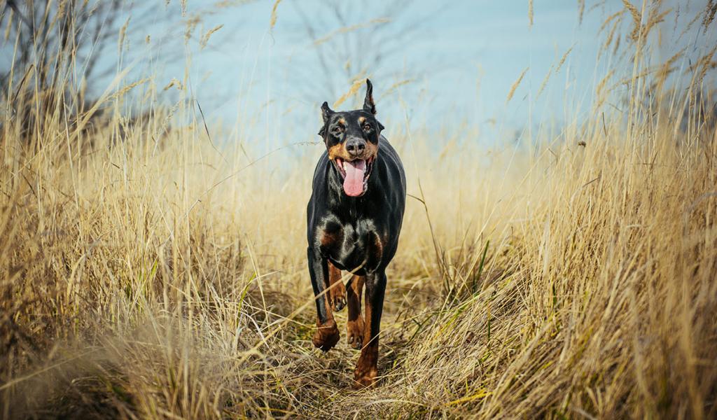 German Pinscher