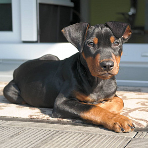 German Pinscher