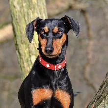 German pinscher