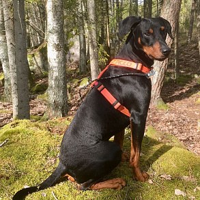 German Pinscher