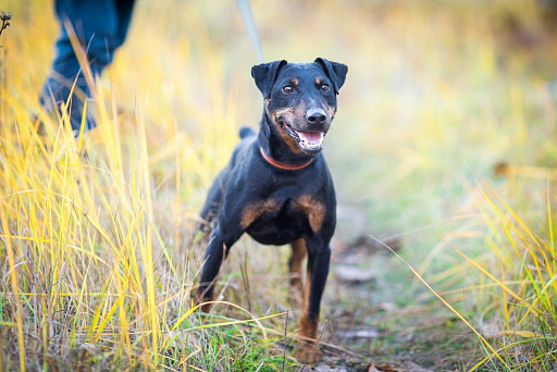 Smooth-haired German Jagdterrier