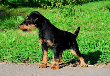 German Jagdterrier