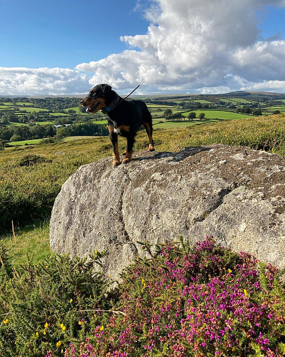 King of the Mountain