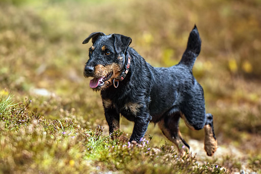 Rough-haired German Jagdterrier