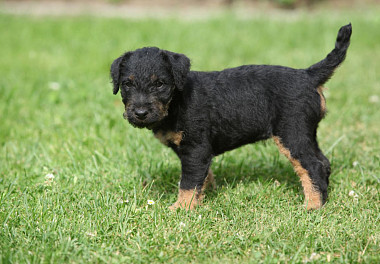 German Jagdterrier