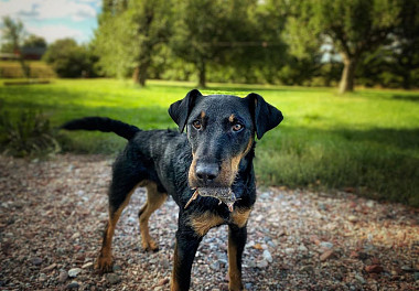 German Jagdterrier