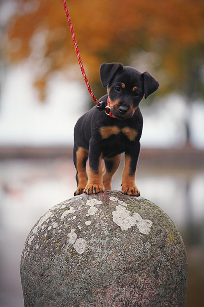 German Jagdterrier Puppy