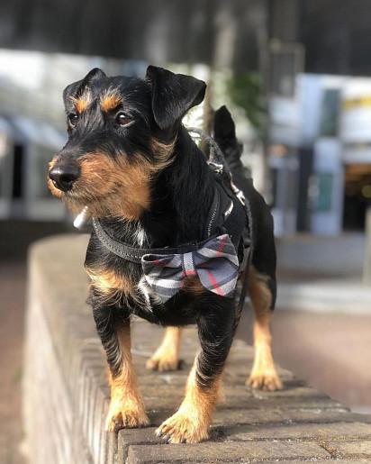 Gentleman on a walk