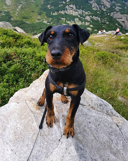 Trimmed Hardhair Jagdterrier Puppy