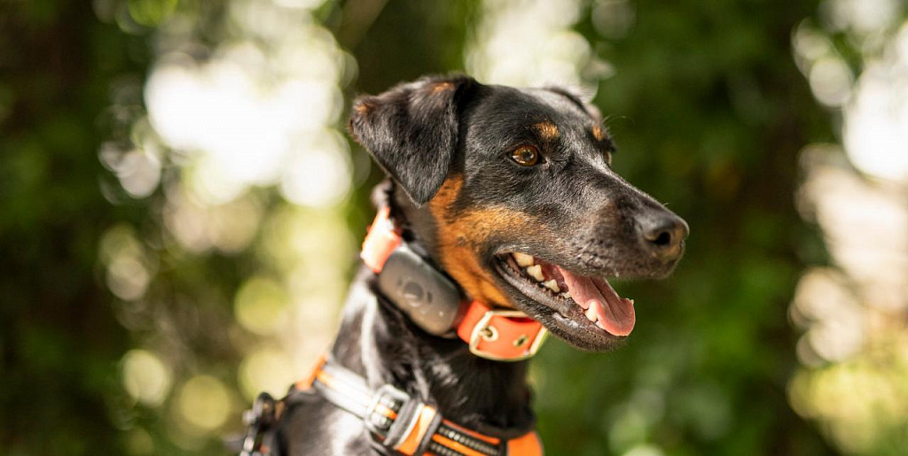 The muzzle of a German Jagdterrier