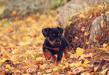 German Jagdterrier