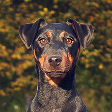 German jagdterrier