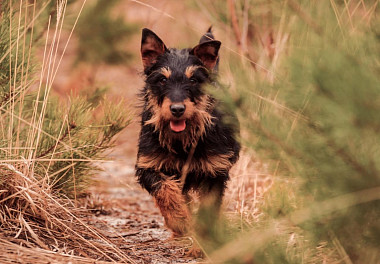 German Jagdterrier