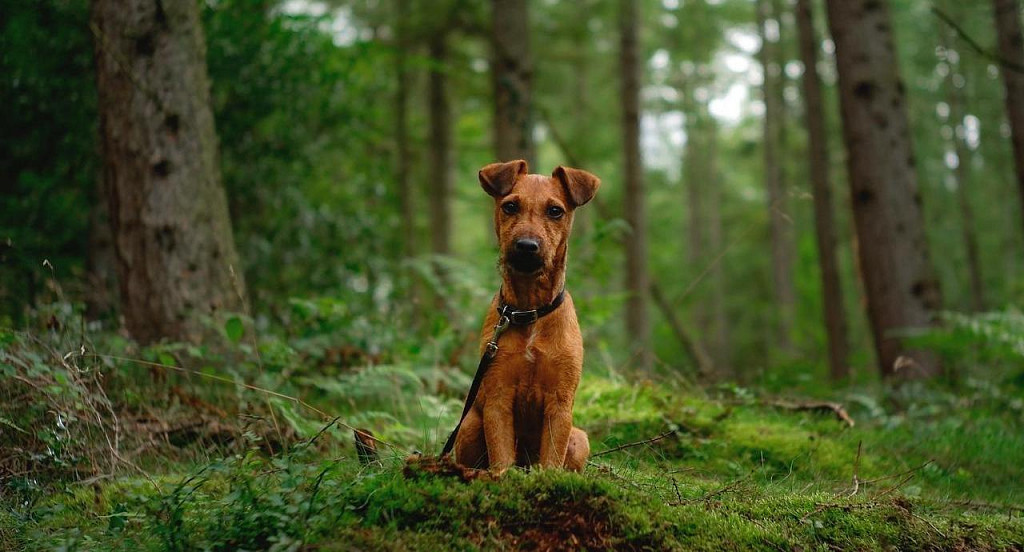 Brown Jagdterrier