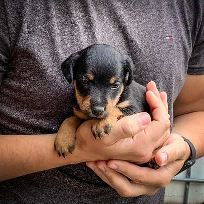 Jagdterrier puppy