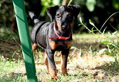 German Jagdterrier