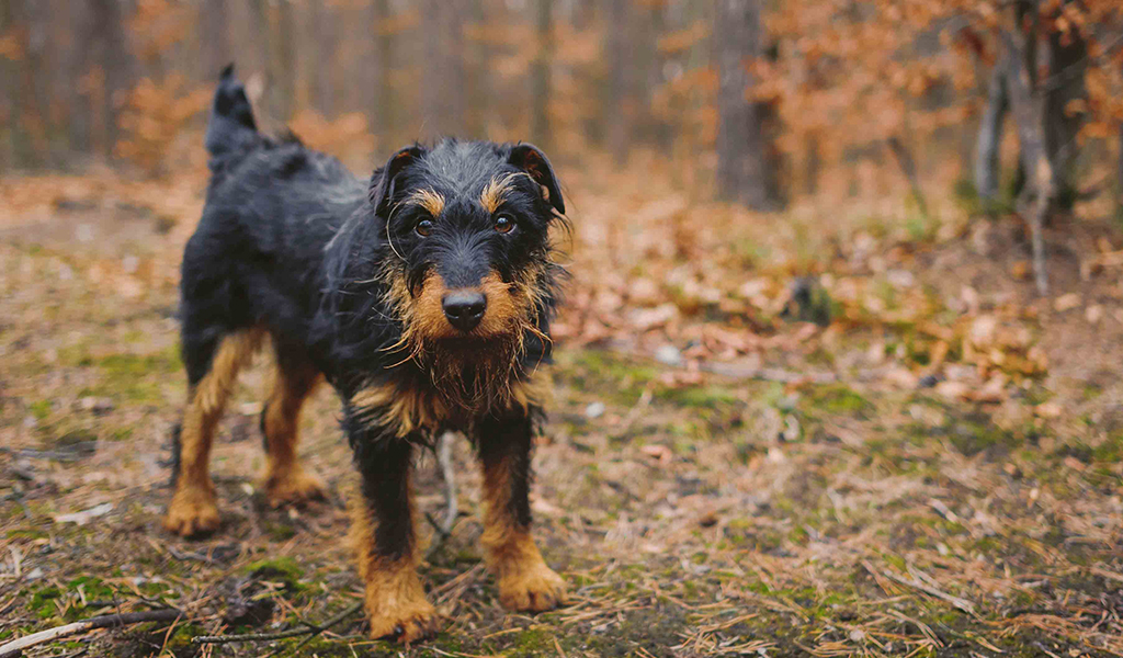 German Jagdterrier