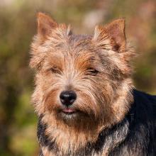 Norwich Terrier