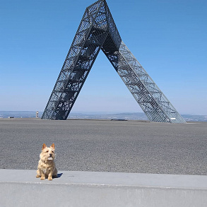 Norwich Terrier