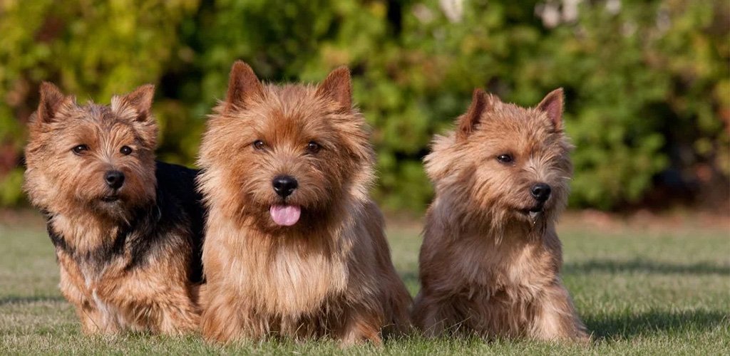 Norwich Terrier