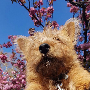 Norwich Terrier