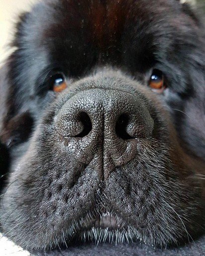 Newfoundland muzzle