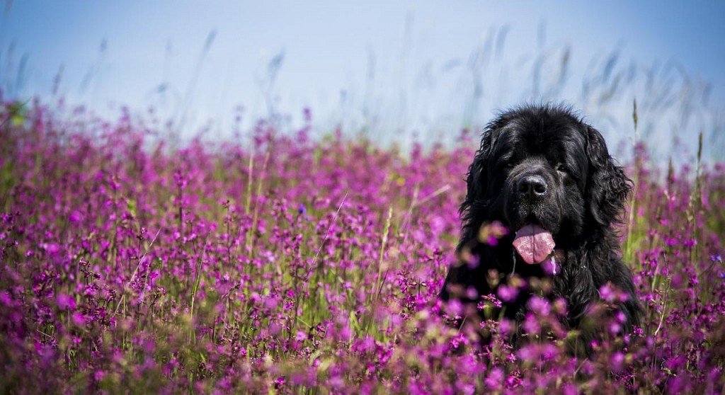 Newfoundland