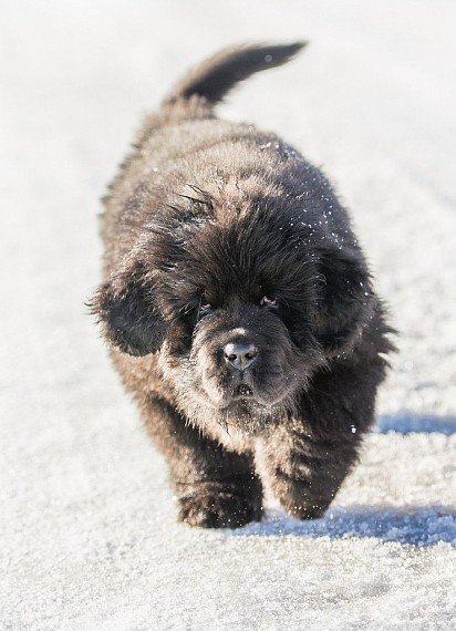 Newfoundland puppy