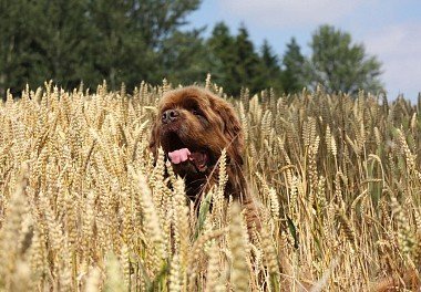 Newfoundland