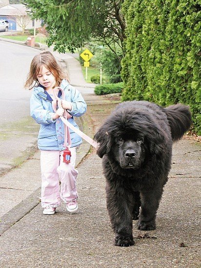 Newfoundland with child