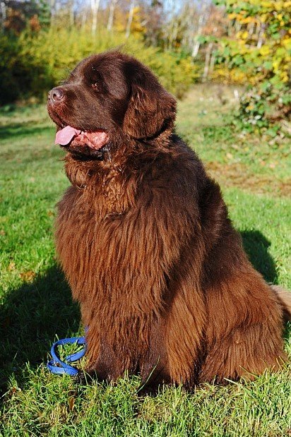 Brown Newfoundland