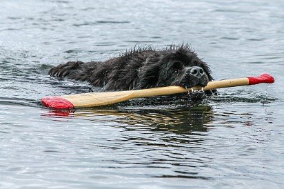 Newfoundland is a big fan of swimming