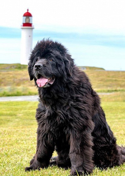 Newfoundland