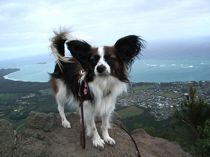 King of the Mountain