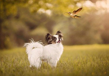 Papillon