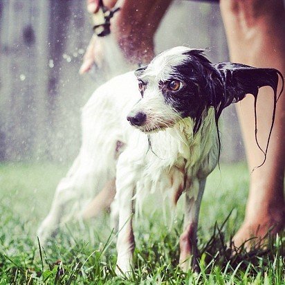 Washing a Papillon