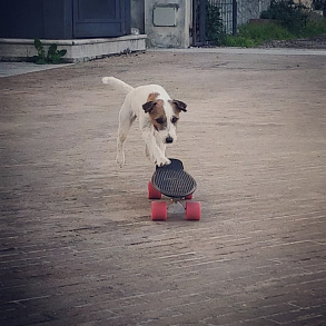 Parson-Russell Terrier