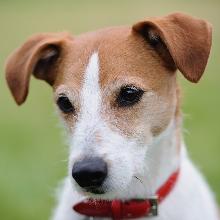 Parson Russell Terrier