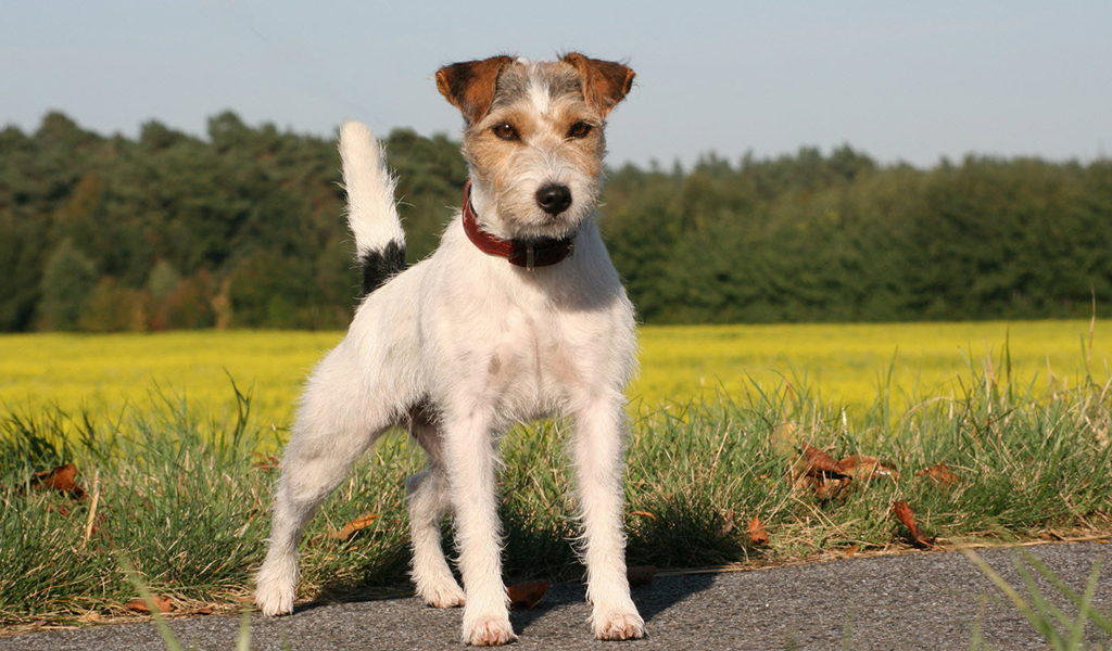 Parson-Russell Terrier