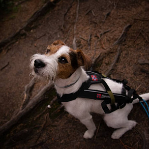 Parson-Russell Terrier